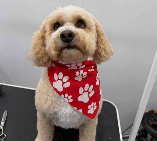 Freshly groomed cockapoo wearing a red paw-print bandana