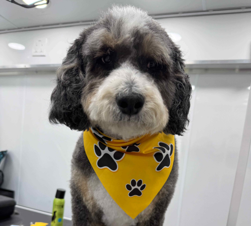 Bernedoodle with a yellow paw-print bandana after grooming